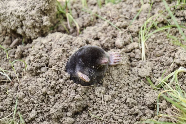 mole climbs out of the hole. Black mole. A mound of earth from a mole. An underground animal is a mole.