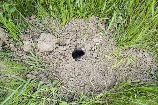 Mol klimt uit het gat. Zwarte moedervlek. Een berg aarde van een mol. Een ondergronds dier is een mol.. — Stockfoto