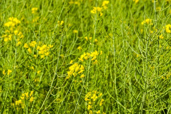 Campo de colza. Antecedentes de flores de violación. Violación en flor en el campo . — Foto de Stock