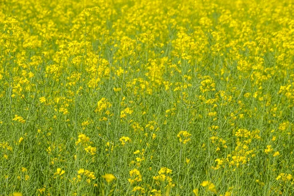 Campo de colza. Antecedentes de flores de violación. Violación en flor en el campo . — Foto de Stock