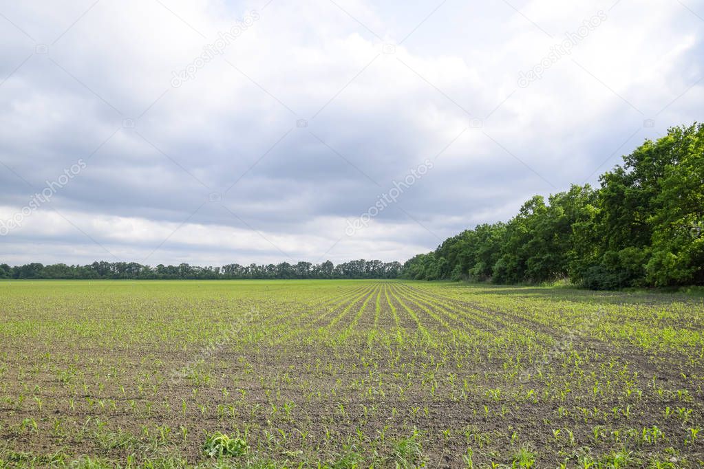 Cornfield. Small corn sprouts, field landscape. Cloudy sky and stalks of corn on the field.
