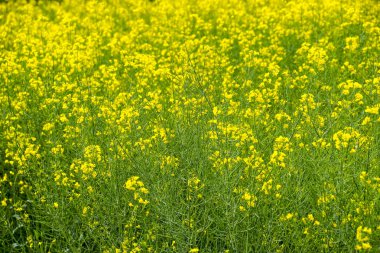 Tecavüz tarlası. Tecavüz çiçeklerinin geçmişi. Çiçekli tecavüz meydanda.