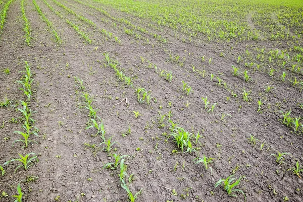 Cornfield. Petits germes de maïs, paysage des champs. Sol lâche et tiges de maïs sur le champ . — Photo