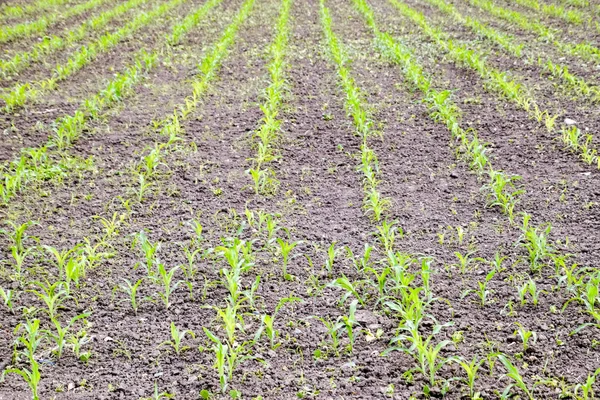 Cornfield. Petits germes de maïs, paysage des champs. Sol lâche et tiges de maïs sur le champ . — Photo