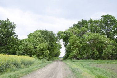Yol alanı için. Ağaçlar arasında geçen yol. Orman yol. Hayat sembolü.