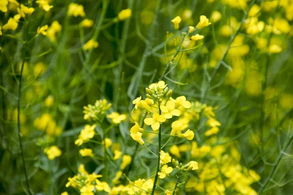 Fiori di stupro. Macro foto di una colza in fiore. Campo di colza . — Foto Stock