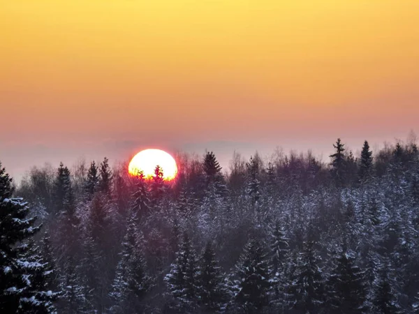 Zonsondergang Winter Taiga Zon Zit Achter Bomen — Stockfoto