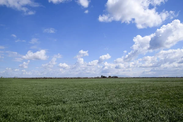 Green field of young wheat and sky with clouds. In the distance can be seen hangar. Stock Picture