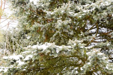 Dalları Ladin, karla kaplı idi. Tayga kışın.