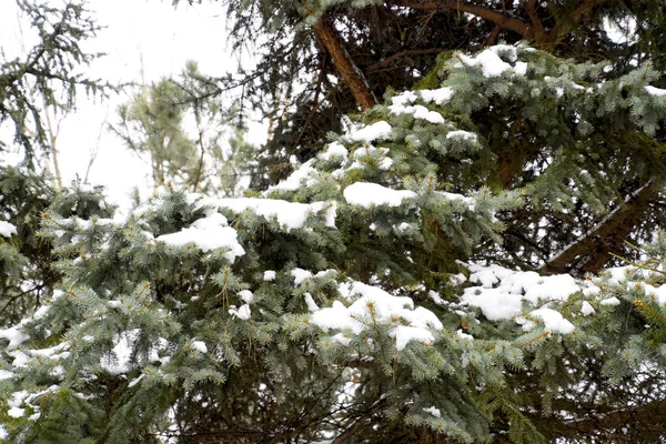 Las ramas eran de abeto, cubiertas de nieve. Invierno en la taiga . — Foto de Stock