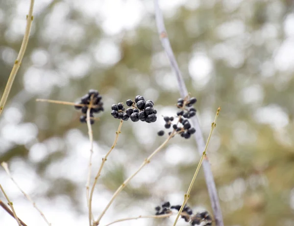 Bär av Aronia aronia på grenar på vintern. — Stockfoto