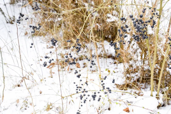 Bessen van chokeberry aronia op takken in de winter. — Stockfoto