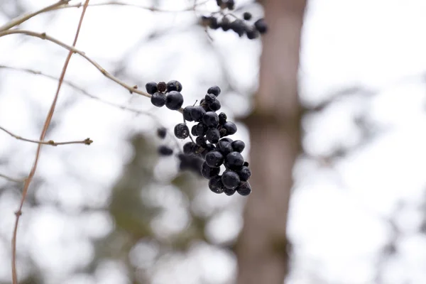 Baies d'aronia des myrtilles sur les branches en hiver . — Photo