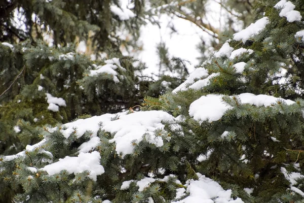 Las ramas eran de abeto, cubiertas de nieve. Invierno en la taiga . —  Fotos de Stock
