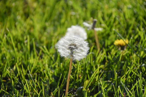 Mognade maskros frön. Fluffiga maskros. Maskros i ängen. — Stockfoto