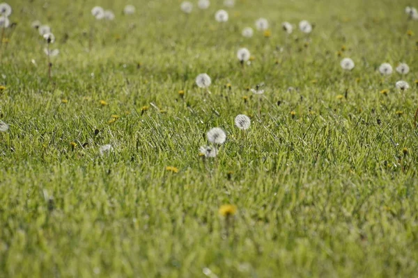 민들레는 풀밭에. 민들레 솜 털의 분야 — 스톡 사진