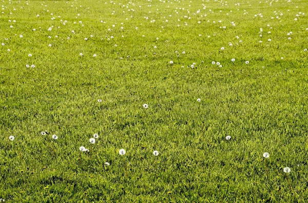 Dandelions bir çayırda. Kabarık dandelions alan — Stok fotoğraf