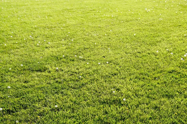 蒲公英在草地上。蓬松蒲公英领域 — 图库照片