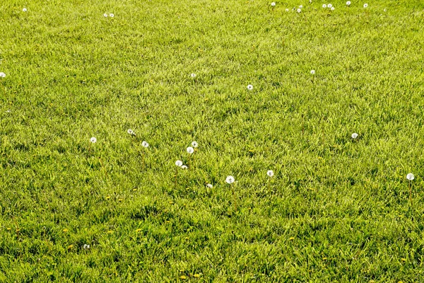 Dandelions bir çayırda. Kabarık dandelions alan — Stok fotoğraf