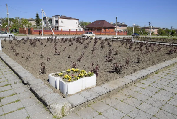 Květinové záhony v blízkosti domu kultury v blízkosti centrálního náměstí v osadě Oktyabrsky. — Stock fotografie