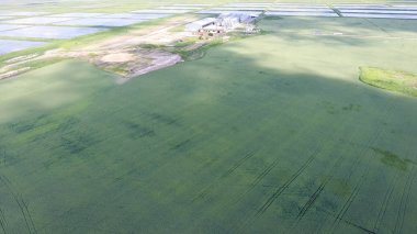 Kurutma ve depolama tahıl için bitki. Pirinç bitki alanları ortasında.