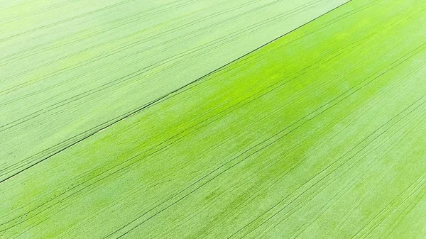 Konsistens Vetefält Bakgrund Unga Gröna Vete Fältet Foto Från Quadrocopter — Stockfoto