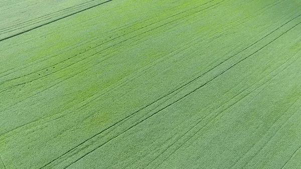 Tekstury Pola Pszenicy Tle Młodych Zielonej Pszenicy Polu Zdjęcie Drona — Zdjęcie stockowe