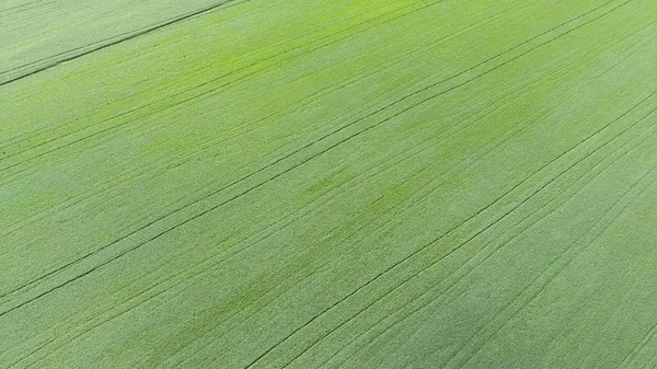 Textur Des Weizenfeldes Hintergrund Des Jungen Grünen Weizens Auf Dem — Stockfoto