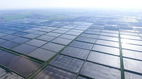 Arrozales Inundados Métodos Agronómicos Cultivo Arroz Los Campos Inundando Los — Foto de Stock