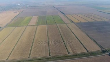 Pirinç su dolu alanlar üzerinde büyüyen. Olgun pirinç alanında, hasat başlangıcı. Kuş bakışı.