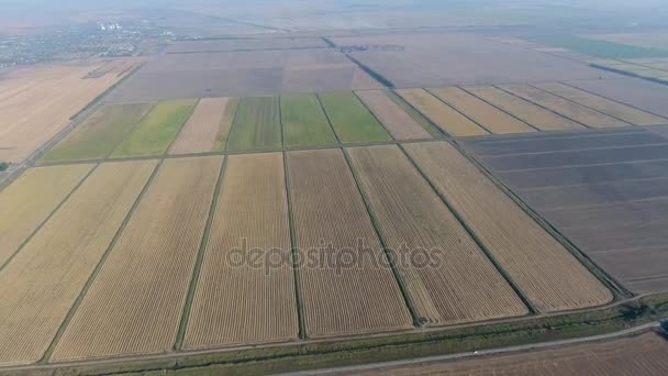 Cultiver du riz sur des champs inondés. Riz mûr dans le champ, le début de la récolte. Une vue à vol d'oiseau . — Video