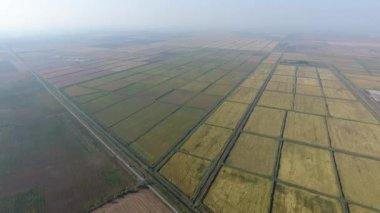 Pirinç su dolu alanlar üzerinde büyüyen. Olgun pirinç alanında, hasat başlangıcı. Kuş bakışı.