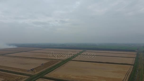 A queima de palha de arroz nos campos. Fumaça da queima de palha de arroz em cheques. Fogo no campo — Vídeo de Stock