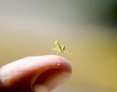 Larva Mantis. Su perisi mantis, büyüyen böcek.