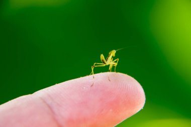 Larva Mantis. Su perisi mantis, büyüyen böcek.