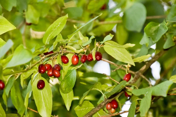 Berries are cornelian on the branches. Wood dogwood. — Stock Photo, Image