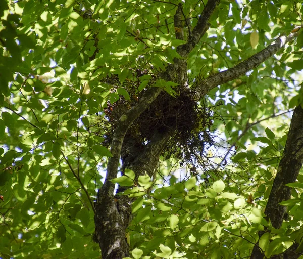 Las aves anidan en un árbol en la corona de ramas . — Foto de Stock
