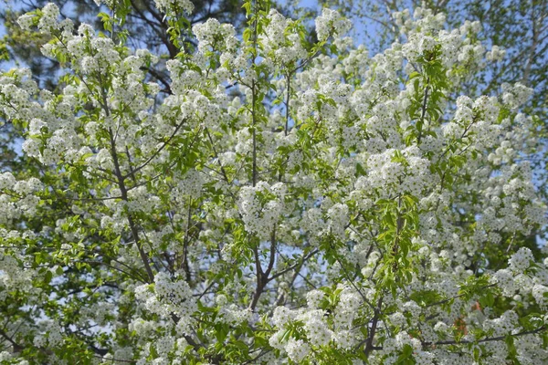 Bloeiende Kerspruim. Witte bloemen van pruim bomen op de takken van een boom. Lentetuin. — Stockfoto