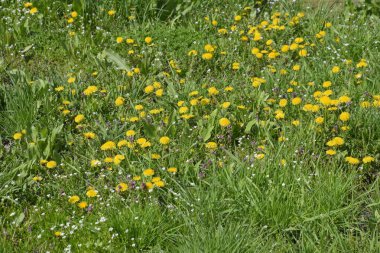 Çiçekli karahindiba açıklıkta. Karahindiba ile çayır.