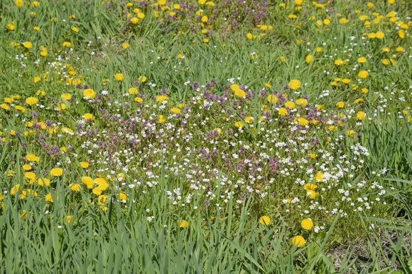 Blommande maskrosor i clearing. Äng med maskrosor. — Stockfoto