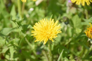 Çiçekli karahindiba açıklıkta. Karahindiba ile çayır.