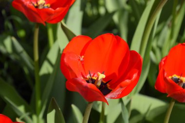 Kırmızı lale çiçek flowerbed. Çiçekli laleler.
