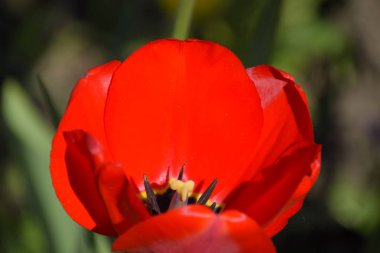 Kırmızı lale çiçek flowerbed. Çiçekli laleler.