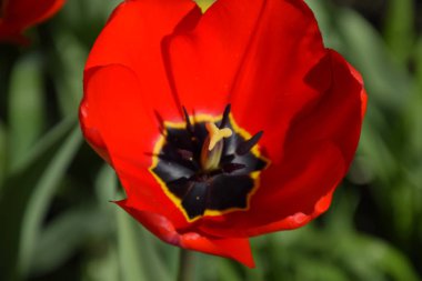 Kırmızı lale çiçek flowerbed. Çiçekli laleler.