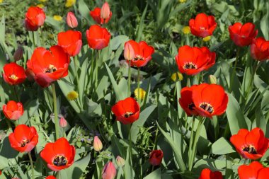 Kırmızı lale çiçek flowerbed. Çiçekli laleler.