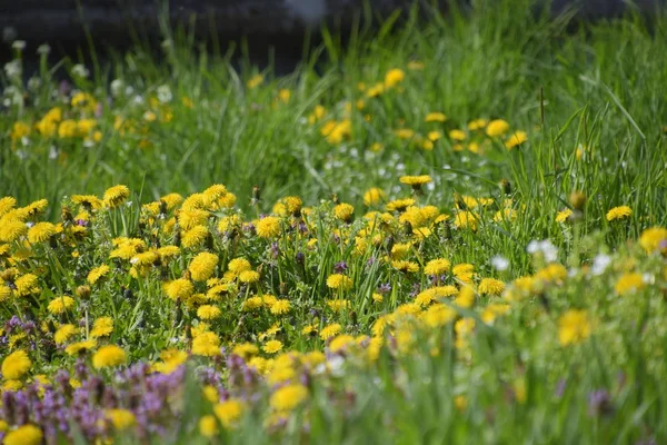 Blommande maskrosor i clearing. Äng med maskrosor. — Stockfoto