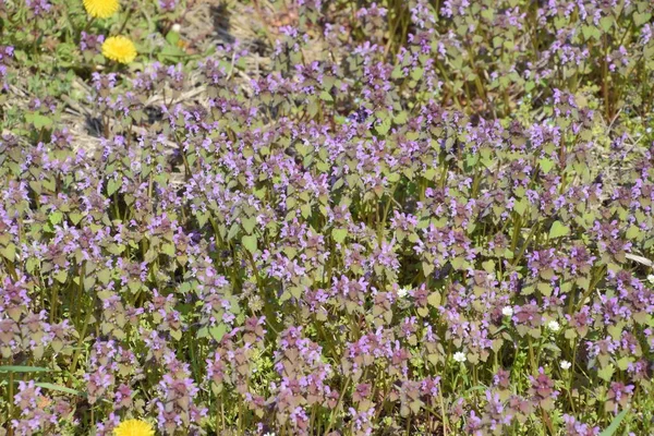 Blommor av maskros. Lamium purpureum blommar i trädgården. — Stockfoto