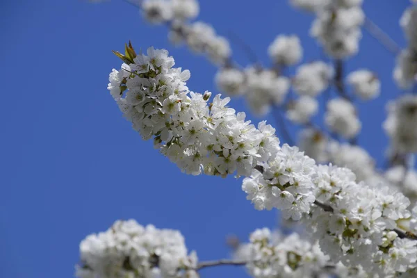 Blooming cherry plum. White flowers of plum trees on the branches of a tree. Spring garden.