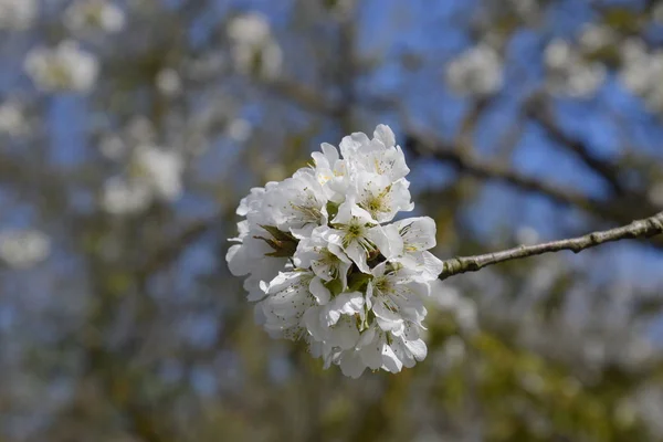 Blooming cherry plum. White flowers of plum trees on the branches of a tree. Spring garden.