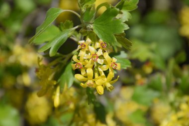Frenk üzümü bush altın çiçekli.